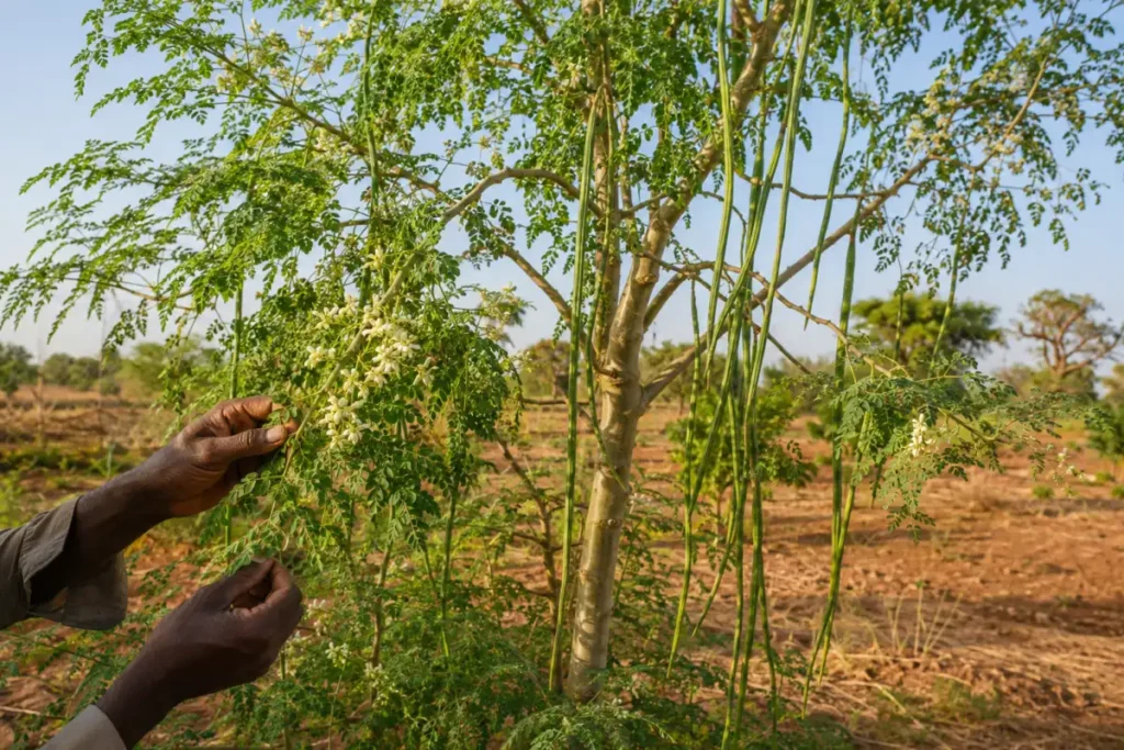 Arbre Moringa oleifera avec feuilles, fleurs blanches et longues gousses au Burkina Faso